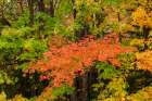 USA, Michigan, Ottawa National Forest. Scenic of maple leaves in autumn. Art Print